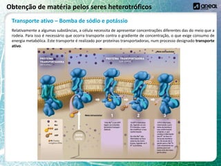 Obtenção de matéria pelos seres heterotróficos
Transporte ativo – Bomba de sódio e potássio
Relativamente a algumas substâncias, a célula necessita de apresentar concentrações diferentes das do meio que a
rodeia. Para isso é necessário que ocorra transporte contra o gradiente de concentração, o que exige consumo de
energia metabólica. Este transporte é realizado por proteínas transportadoras, num processo designado transporte
ativo.
 