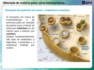 Obtenção de matéria pelos seres heterotróficos
Transporte de partículas em massa – endocitose e exocitose
O transporte em massa de
macromoléculas e de
partículas pode ser realizado
do exterior para o interior da
célula por endocitose ou, do
interior para o exterior, por
exocitose.
Existem, fundamentalmente,
três tipos de endocitose: a
fagocitose, a pinocitose e a
endocitose mediada por
recetor.
 