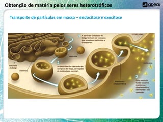 Obtenção de matéria pelos seres heterotróficos
Transporte de partículas em massa – endocitose e exocitose
 