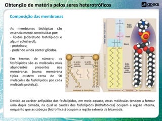 Obtenção de matéria pelos seres heterotróficos
Composição das membranas
As membranas biológicas são
essencialmente constituídas por:
- lípidos (sobretudo fosfolípidos e
algum colesterol);
- proteínas;
- podendo ainda conter glícidos.
Em termos de número, os
fosfolípidos são as moléculas mais
abundantes presentes nas
membranas (numa membrana
típica existem cerca de 50
moléculas de fosfolípidos por cada
molécula proteica).
Devido ao caráter anfipático dos fosfolípidos, em meio aquoso, estas moléculas tendem a formar
uma dupla camada, na qual as caudas dos fosfolípidos (hidrofóbicas) ocupam a região interna,
enquanto que as cabeças (hidrofílicas) ocupam a região externa da bicamada.
 