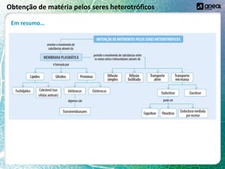 Obtenção de matéria pelos seres heterotróficos
Em resumo…
 