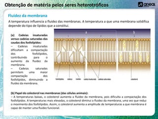 Obtenção de matéria pelos seres heterotróficos
Fluidez da membrana
A temperatura influencia a fluidez das membranas. A temperatura a que uma membrana solidifica
depende do tipo de lípidos que a constitui.
(a) Cadeias insaturadas
versus cadeias saturadas das
caudas dos fosfolípidos:
– Cadeias insaturadas
dificultam a compactação
dos fosfolípidos,
contribuindo para o
aumento da fluidez da
membrana.
– Cadeias saturadas
permitem uma maior
compactação dos
fosfolípidos, diminuindo a
fluidez da membrana.
(b) Papel do colesterol nas membranas (das células animais):
– A temperaturas baixas, o colesterol aumenta a fluidez da membrana, pois dificulta a compactação dos
fosfolípidos. A temperaturas mais elevadas, o colesterol diminui a fluidez da membrana, uma vez que reduz
o movimento dos fosfolípidos. Assim, o colesterol aumenta a amplitude de temperaturas a que membrana é
capaz de manter uma fluidez funcional.
 