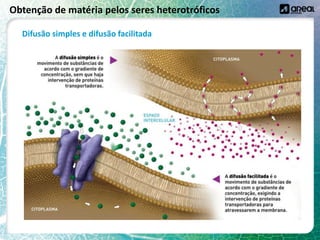 Obtenção de matéria pelos seres heterotróficos
Difusão simples e difusão facilitada
 