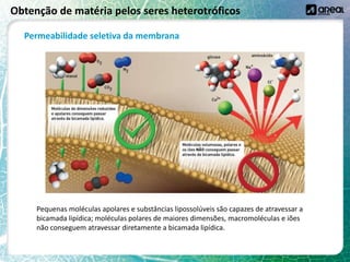 Obtenção de matéria pelos seres heterotróficos
Permeabilidade seletiva da membrana
Pequenas moléculas apolares e substâncias lipossolúveis são capazes de atravessar a
bicamada lipídica; moléculas polares de maiores dimensões, macromoléculas e iões
não conseguem atravessar diretamente a bicamada lipídica.
 