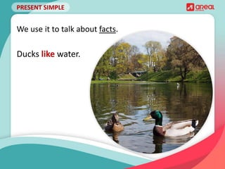 PRESENT SIMPLE
We use it to talk about facts.
Ducks like water.
 