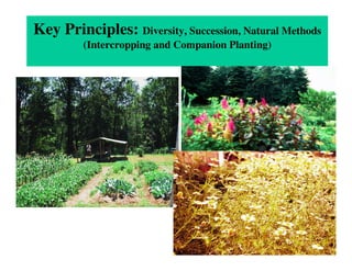 Key Principles: Diversity, Succession, Natural Methods
         (Intercropping and Companion Planting)
 