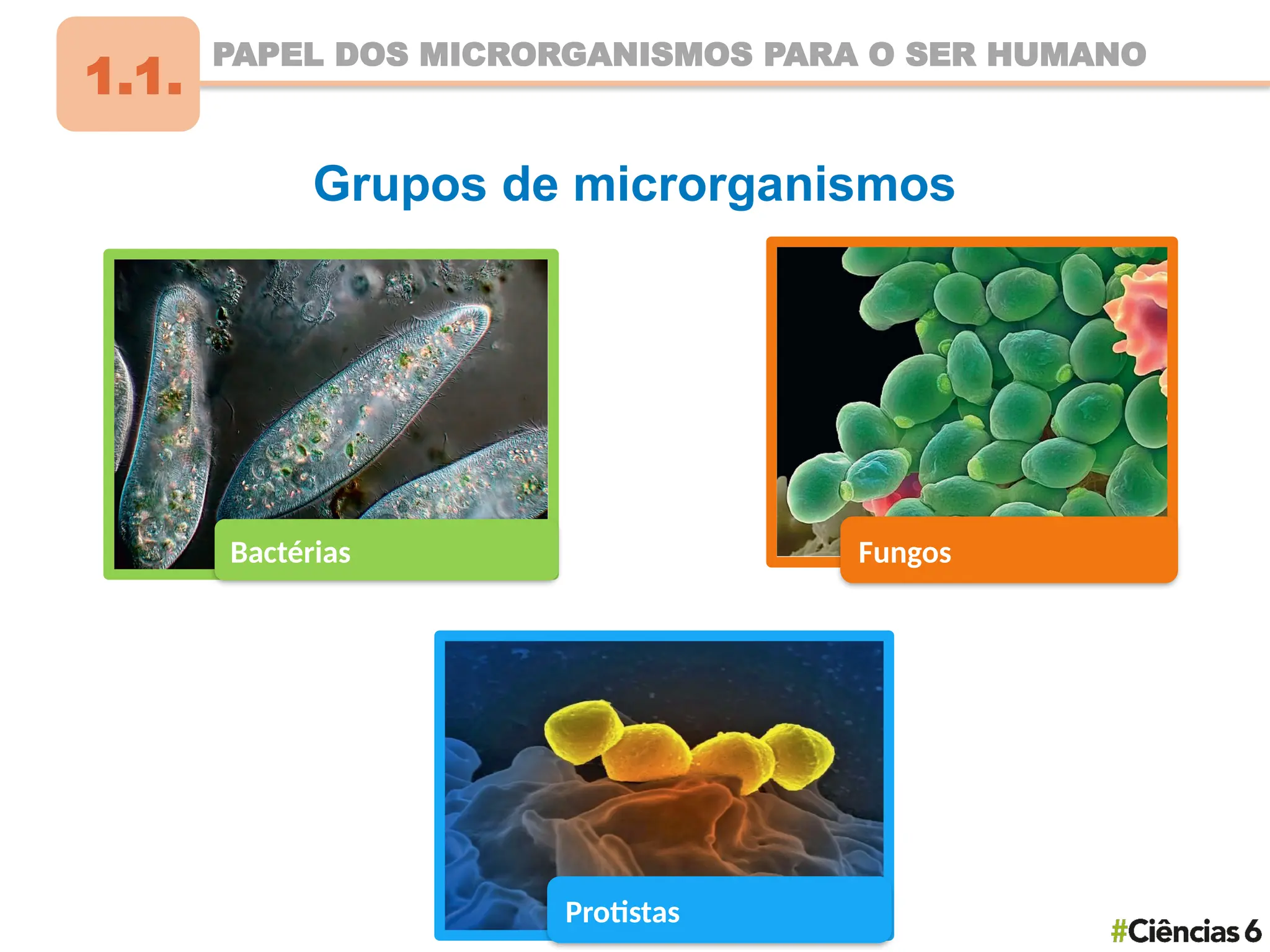 Descoberta dos microrganismos e sua classificação. | PPTX