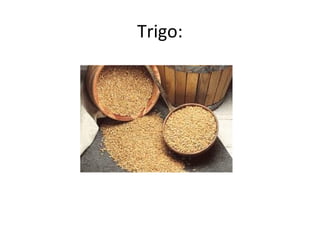 Trigo:
 