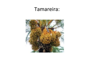 Tamareira:
 