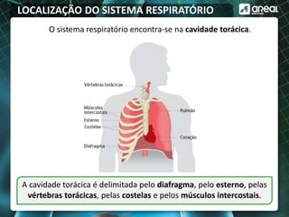 LOCALIZAÇÃO DO SISTEMA RESPIRATÓRIO
O sistema respiratório encontra-se na cavidade torácica.
A cavidade torácica é delimitada pelo diafragma, pelo esterno, pelas
vértebras torácicas, pelas costelas e pelos músculos intercostais.
 