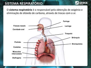 SISTEMA RESPIRATÓRIO
O sistema respiratório é o responsável pela obtenção de oxigénio e
eliminação de dióxido de carbono, através de trocas com o ar.
Fossas nasais
Cavidade oral
Pulmão
Músculos
intercostais
Costelas
Faringe
Laringe
Traqueia
Brônquio
Bronquíolos
Diafragma
 