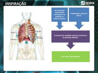 INSPIRAÇÃO
O diafragma contrai e
desce.
Os músculos
intercostais
contraem e as
costelas e o
esterno sobem.
O volume da cavidade torácica aumenta e
os pulmões dilatam.
O ar entra nos pulmões.
 