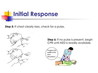 Initial Response Step 5:  If chest clearly rises, check for a pulse. Step 6:  If no pulse is present, begin CPR until AED is readily available. 