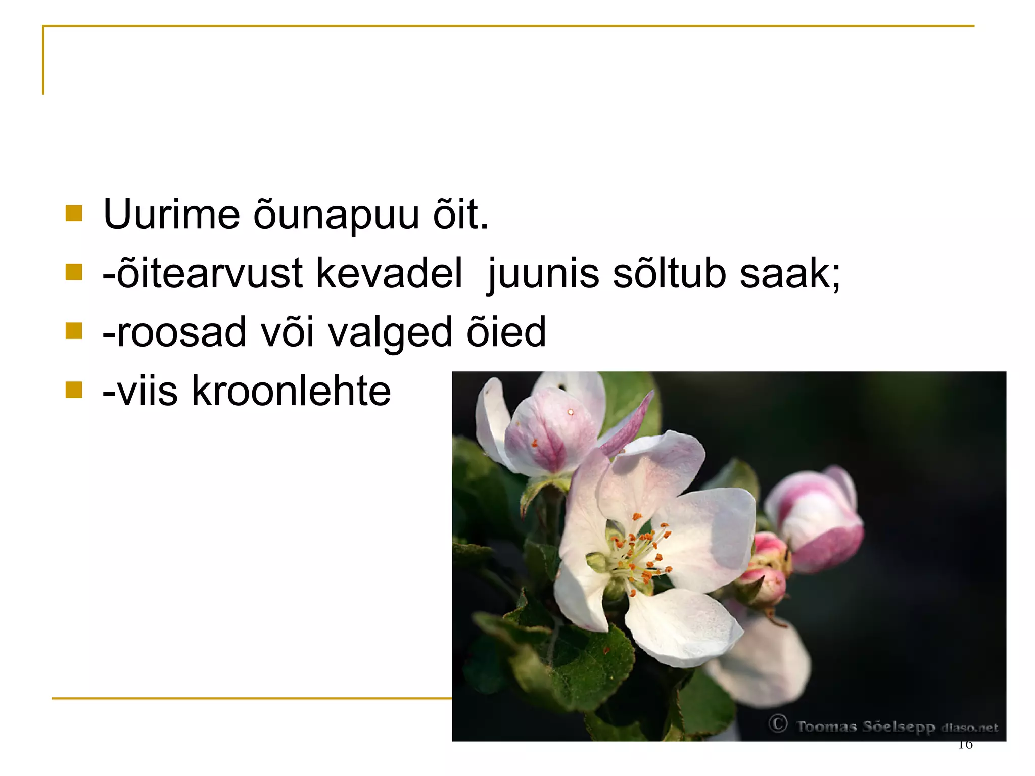 Uurime õunapuu õit. -õitearvust kevadel  juunis sõltub saak; -roosad või valged õied -viis kroonlehte 