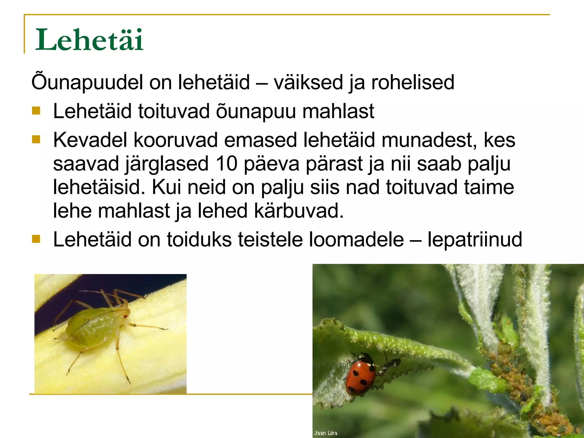 Lehetäi Õunapuudel on lehetäid – väiksed ja rohelised Lehetäid toituvad õunapuu mahlast Kevadel kooruvad emased lehetäid munadest, kes saavad järglased 10 päeva pärast ja nii saab palju lehetäisid. Kui neid on palju siis nad toituvad taime lehe mahlast ja lehed kärbuvad. Lehetäid on toiduks teistele loomadele – lepatriinud 