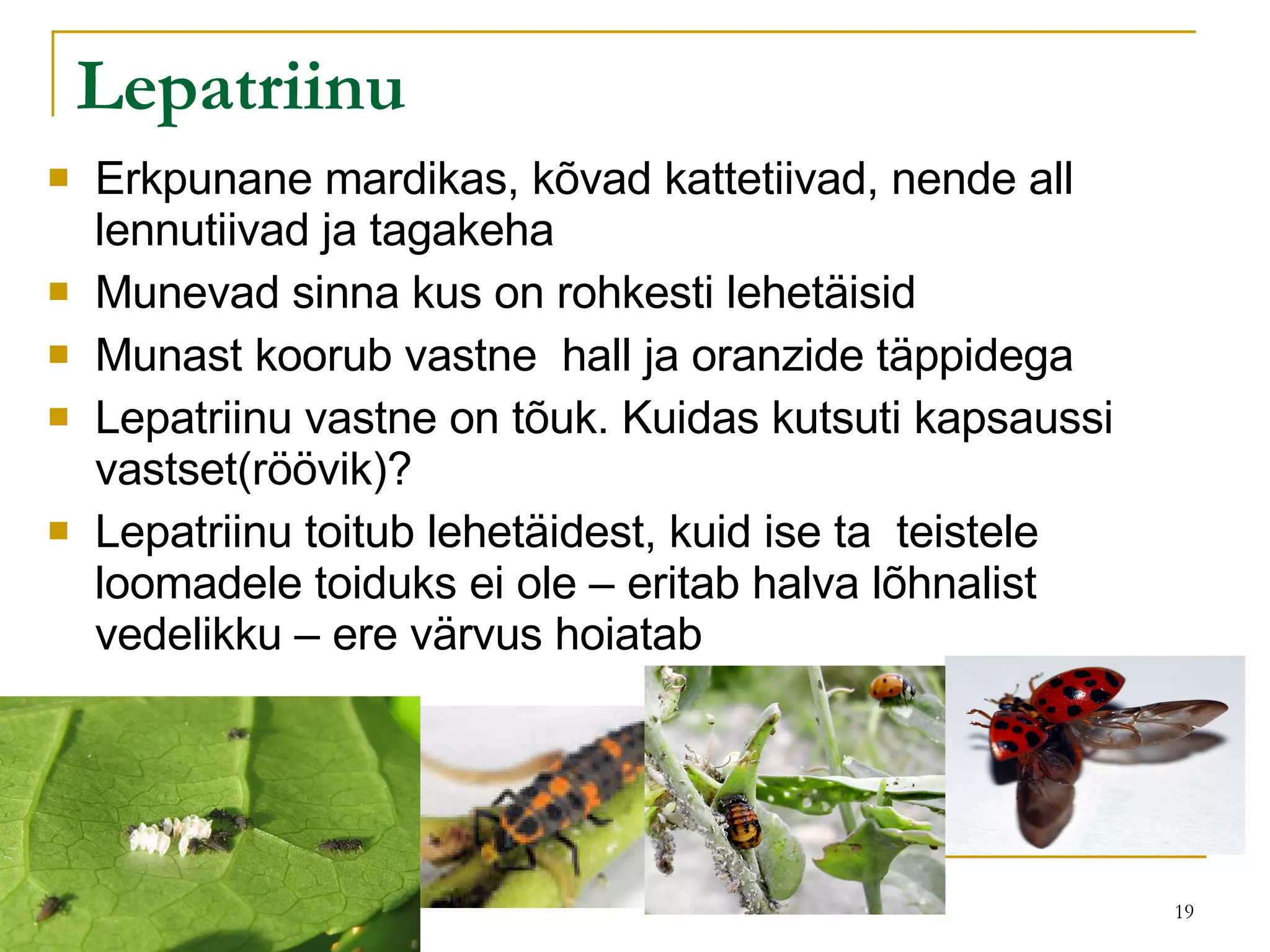 Lepatriinu Erkpunane mardikas, kõvad kattetiivad, nende all lennutiivad ja tagakeha Munevad sinna kus on rohkesti lehetäisid Munast koorub vastne  hall ja oranzide täppidega Lepatriinu vastne on tõuk. Kuidas kutsuti kapsaussi vastset(röövik)? Lepatriinu toitub lehetäidest, kuid ise ta  teistele loomadele toiduks ei ole – eritab halva lõhnalist vedelikku – ere värvus hoiatab  
