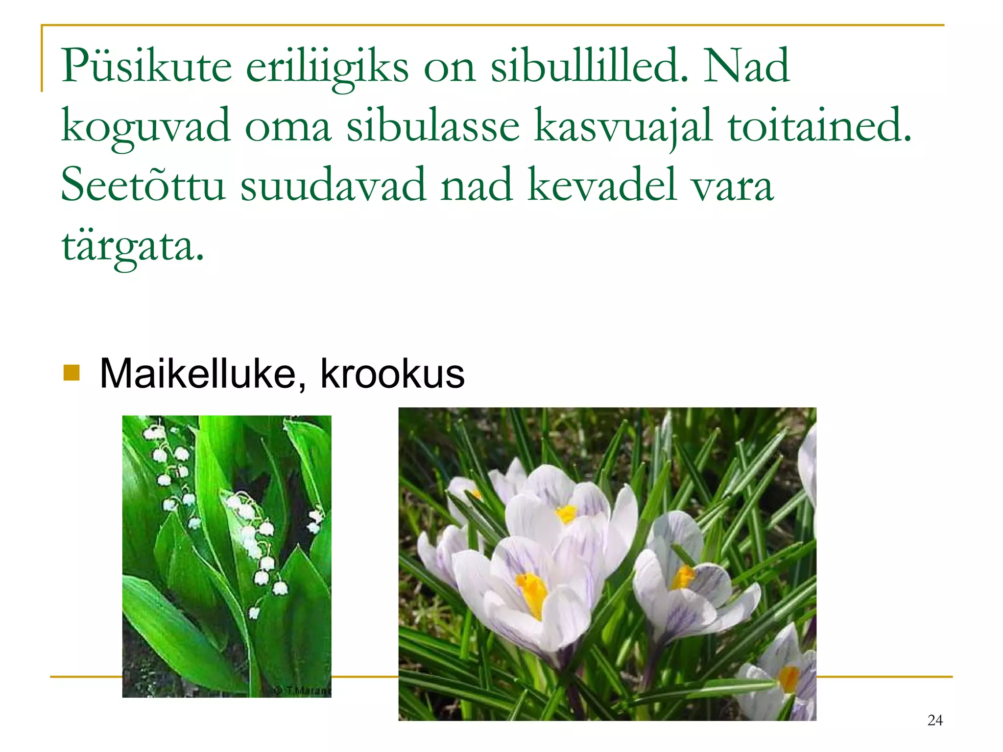 Püsikute eriliigiks on sibullilled. Nad koguvad oma sibulasse kasvuajal toitained. Seetõttu suudavad nad kevadel vara tärgata. Maikelluke, krookus 