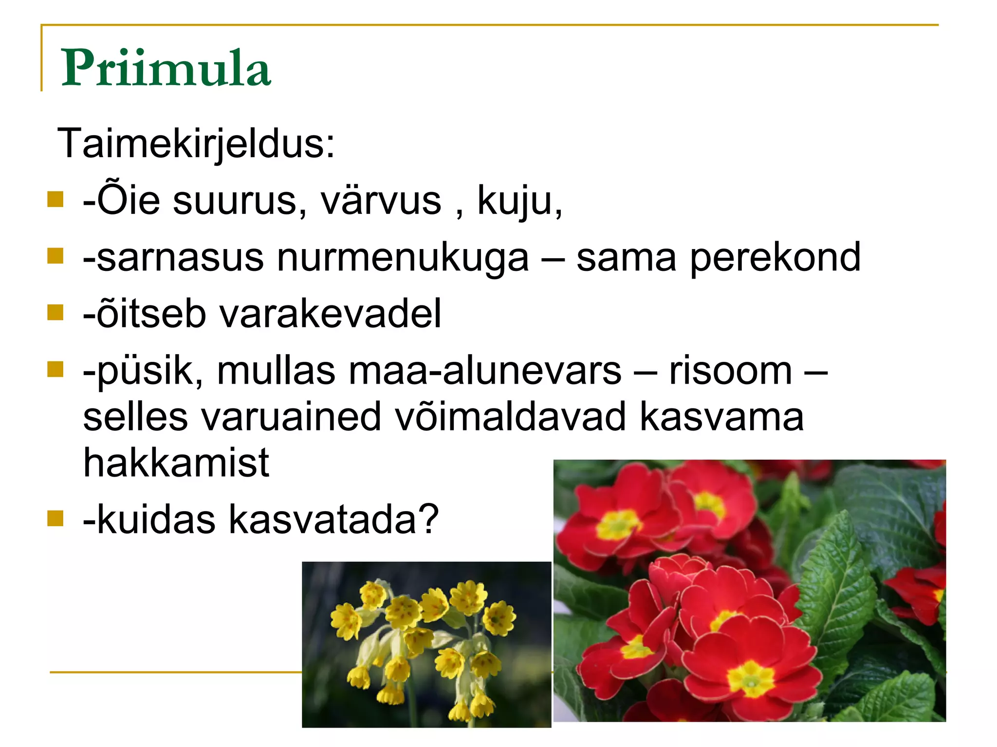 Priimula Taimekirjeldus:  -Õie suurus, värvus , kuju, -sarnasus nurmenukuga – sama perekond -õitseb varakevadel -püsik, mullas maa-alunevars – risoom – selles varuained võimaldavad kasvama hakkamist -kuidas kasvatada? 