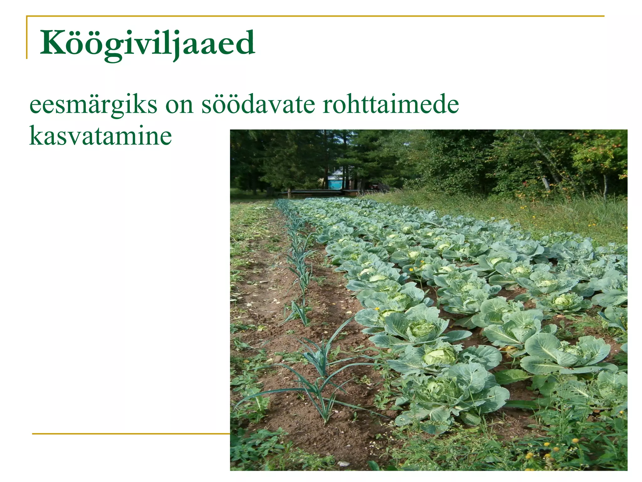 Köögiviljaaed eesmärgiks on söödavate rohttaimede kasvatamine 