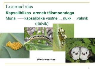 Loomad aias Kapsaliblikas  areneb täismoondega Muna  kapsaliblika vastne  nukk  valmik (röövik) Pieris brassicae 