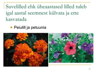 Suvelilled ehk üheaastased lilled tuleb igal aastal seemnest külvata ja ette kasvatada Peiulill ja petuunia 