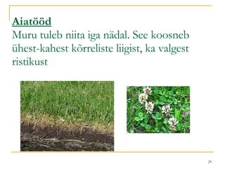 Aiatööd Muru tuleb niita iga nädal. See koosneb ühest-kahest kõrreliste liigist, ka valgest ristikust 