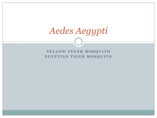 Yellow fever mosquito Egyptian tiger mosquito Aedes Aegypti 