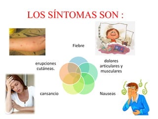 LOS SÍNTOMAS SON :
Fiebre
dolores
articulares y
musculares
Nauseascansancio
erupciones
cutáneas.
 