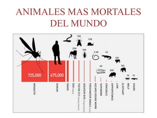 ANIMALES MAS MORTALES
DEL MUNDO
 