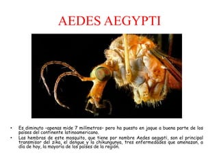 AEDES AEGYPTI
• Es diminuto –apenas mide 7 milímetros– pero ha puesto en jaque a buena parte de los
países del continente latinoamericano.
• Las hembras de este mosquito, que tiene por nombre Aedes aegypti, son el principal
transmisor del zika, el dengue y la chikungunya, tres enfermedades que amenazan, a
día de hoy, la mayoría de los países de la región.
 