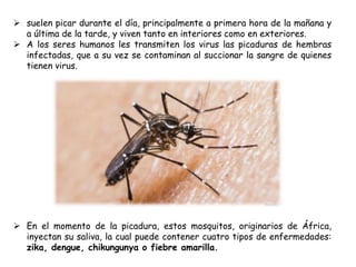  suelen picar durante el día, principalmente a primera hora de la mañana y
a última de la tarde, y viven tanto en interiores como en exteriores.
 A los seres humanos les transmiten los virus las picaduras de hembras
infectadas, que a su vez se contaminan al succionar la sangre de quienes
tienen virus.
 En el momento de la picadura, estos mosquitos, originarios de África,
inyectan su saliva, la cual puede contener cuatro tipos de enfermedades:
zika, dengue, chikungunya o fiebre amarilla.
 