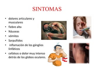 SINTOMAS
• dolores articulares y
musculares
• fiebre alta
• Náuseas
• vómitos
• Sarpullidos
• inflamación de los gánglios
linfáticos
• cefaleas o dolor muy intenso
detrás de los globos oculares.
 