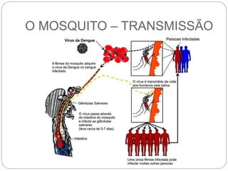 O MOSQUITO – TRANSMISSÃO
 