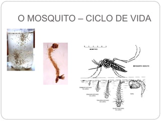O MOSQUITO – CICLO DE VIDA
 