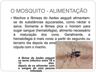O MOSQUITO - ALIMENTAÇÃO
 Machos e fêmeas do Aedes aegypti alimentam-
se de substâncias açucaradas, como néctar e
seiva. Somente a fêmea pica o homem para
sugar sangue (hematofagia), alimento necessário
à maturação dos ovos. Geralmente, a
hematofagia é mais voraz a partir do segundo ou
terceiro dia depois da emergência da pupa e da
cópula com o macho.
A fêmea do Aedes aegypti
se torna infectiva entre 10 e
12 dias
depois de se alimentar com
o sangue de uma pessoa
infectada
 