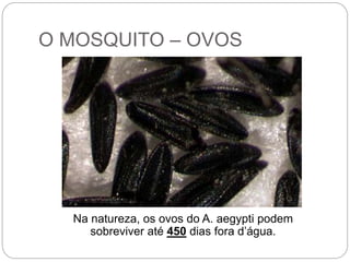 O MOSQUITO – OVOS
Na natureza, os ovos do A. aegypti podem
sobreviver até 450 dias fora d’água.
 