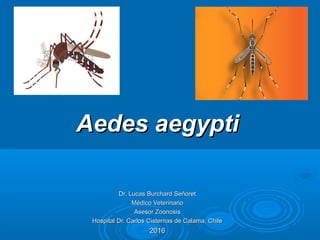 Aedes aegyptiAedes aegypti
Dr. Lucas Burchard SeñoretDr. Lucas Burchard Señoret
Médico VeterinarioMédico Veterinario
Asesor ZoonosisAsesor Zoonosis
Hospital Dr. Carlos Cisternas de Calama, ChileHospital Dr. Carlos Cisternas de Calama, Chile
20162016
 