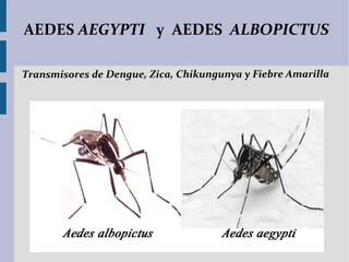 AEDES AEGYPTI y AEDES ALBOPICTUS
Transmisores de Dengue, Zica, Chikungunya y Fiebre Amarilla
 