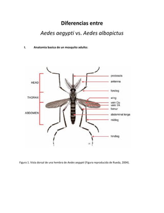 Diferencias entre
Aedes aegypti vs. Aedes albopictus
I. Anatomia basica de un mosquito adulto:
Figura 1. Vista dorsal de una hembra de Aedes aegypti (Figura reproducida de Rueda, 2004).
 