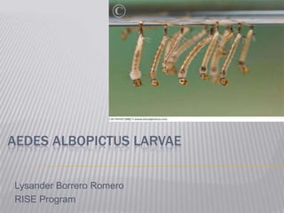 AEDES ALBOPICTUS LARVAE


Lysander Borrero Romero
RISE Program
 