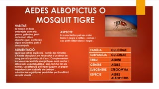 AEDES ALBOPICTUS O
MOSQUIT TIGRE
ALIMENTACIÓ:
Igual que altres espècies , només les femelles
d'Aedes albopictus en necessitat d'un dinar de
sang per a la producció d'ous . Complementen
les seves necessitats energètiques amb nèctar i
altres sucs vegetals dolça , així com ho fan els
homes. Localització de l'hoste juguen un paper
important com a diòxid de carboni ,
substàncies orgàniques produïdes per l'amfitrió i
senyals visuals .
HABITAT:
Es troben en llocs
ombrejats com ara:
gerros, galledes, plats
de testos i altres
objectes que contenen
aigua en jardins, patis i
descampats.
ASPECTE:
Es caracteritza pel seu color
blanc i negre a ratlles , cames i
cos petit ratllat blanc i negre .
FAMÍLIA CULICIDAE
SUBFAMÍLIA CULCINAE
TRIBU AEDINI
GÈNERE AEDES
SUBGÈNERE STEGOMYIA
ESPÈCIE AEDES
ALBOPICTUS
 