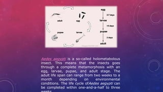 Aedes life cycle | PPTX