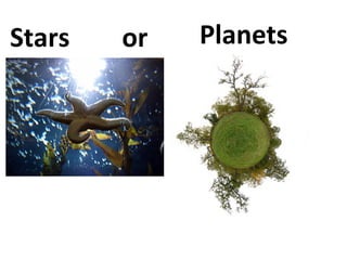 Stars  or Planets 