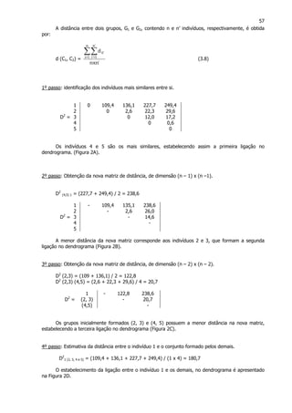 57
A distância entre dois grupos, G1 e G2, contendo n e n’ indivíduos, respectivamente, é obtida
por:
d (C1, C2) =
'nxn
d
n
1i
'n
1'i
'ii∑∑= =
(3.8)
1º passo: identificação dos indivíduos mais similares entre si.
1 0 109,4 136,1 227,7 249,4
2 0 2,6 22,3 29,6
D2
= 3 0 12,0 17,2
4 0 0,6
5 0
Os indivíduos 4 e 5 são os mais similares, estabelecendo assim a primeira ligação no
dendrograma. (Figura 2A).
2º passo: Obtenção da nova matriz de distância, de dimensão (n – 1) x (n –1).
D2
(4,5) 1 = (227,7 + 249,4) / 2 = 238,6
1 - 109,4 135,1 238,6
2 - 2,6 26,0
D2
= 3 - 14,6
4 -
5
A menor distância da nova matriz corresponde aos indivíduos 2 e 3, que formam a segunda
ligação no dendrograma (Figura 2B).
3º passo: Obtenção da nova matriz de distância, de dimensão (n – 2) x (n – 2).
D2
(2,3) = (109 + 136,1) / 2 = 122,8
D2
(2,3) (4,5) = (2,6 + 22,3 + 29,6) / 4 = 20,7
1 - 122,8 238,6
D2
= (2, 3) - 20,7
(4,5) -
Os grupos inicialmente formados (2, 3) e (4, 5) possuem a menor distância na nova matriz,
estabelecendo a terceira ligação no dendrograma (Figura 2C).
4º passo: Estimativa da distância entre o indivíduo 1 e o conjunto formado pelos demais.
D2
1 (2, 3, 4 e 5) = (109,4 + 136,1 + 227,7 + 249,4) / (1 x 4) = 180,7
O estabelecimento da ligação entre o indivíduo 1 e os demais, no dendrograma é apresentado
na Figura 2D.
 