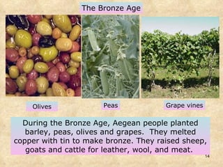 During the Bronze Age, Aegean people planted barley, peas, olives and grapes.  They melted copper with tin to make bronze. They raised sheep, goats and cattle for leather, wool, and meat.  Olives Grape vines Peas The Bronze Age 