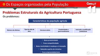 Problemas Estruturais da Agricultura Portuguesa
Os problemas:
Os Espaços organizados pela População
Características da população agrícola
Número de efetivos Instrução e qualificação
profissional
Tipo de mão de
obra
Estrutura etária Produtividade e
plurirrendimento
• Baixa produtividade
• Fraca competitividade
• Baixa recetividade à mudança e à inovação
• Reduzido espírito de iniciativa
• Fraco empreendedorismo
 