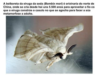 A bolboreta da eiruga da seda (Bombix mori) é orixinaria do norte de 
China, onde se cría desde hai uns 5.500 anos para ap...