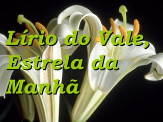 Lírio do Vale,Lírio do Vale,
Estrela daEstrela da
ManhãManhã
 