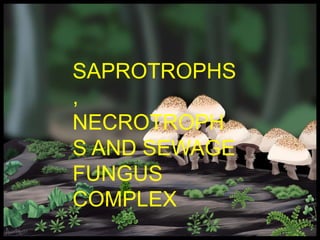 SAPROTROPHS,
NECROTROPHS
AND SEWAGE
FUNGUS
COMPLEX
SAPROTROPHS
,
NECROTROPH
S AND SEWAGE
FUNGUS
COMPLEX
 
