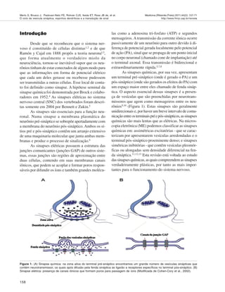 158
Medicina (Ribeirão Preto) 2011;44(2): 157-71
http://www.fmrp.usp.br/revista
Merlo S, Brusco J, Padovan-Neto FE, Rohner CJS, Ikeda ET, Ross JB de, et al.
O ciclo da vesícula sináptica, espinhos dendríticos e a transdução de sinal
Introdução
Introdução
Introdução
Introdução
Introdução
Desde que se reconheceu que o sistema ner-
voso é constituído de células distintas1,2
e de que
Ramón y Cajal em 1888 propôs a teoria neuronal,3
,
que forma atualmente o verdadeiro miolo da
neurociência, tornou-se inevitável supor que os neu-
rônios tinham de estar conectados de algum modo para
que as informações em forma de potencial elétrico
que cada um deles gerasse ou recebesse pudessem
ser transmitidas a outras células. Esse local de conta-
to foi definido como sinapse. A hipótese seminal da
sinapse química foi demonstrada por Brock e colabo-
radores em 1952.4
As sinapses elétricas no sistema
nervoso central (SNC) dos vertebrados foram descri-
tas somente em 2004 por Bennett e Zukin.5
As sinapses são essenciais para a função neu-
ronal. Numa sinapse a membrana plasmática do
neurônio pré-sináptico se sobrepõe apertadamente com
a membrana do neurônio pós-sináptico. Ambos os sí-
tios pré e pós-sináptico contêm um arranjo extensivo
de uma maquinaria molecular que junta ambas mem-
branas e produz o processo de sinalização.6
As sinapses elétricas possuem a estrutura das
junções comunicantes (junções GAP) de outros siste-
mas, essas junções são regiões de aproximação entre
duas células, contendo em suas membranas canais
iônicos, que podem se acoplar e formar poros respon-
sáveis por difundir os íons e também grandes molécu-
las como a adenosina tri-fosfato (ATP) e segundos
mensageiros. A transmissão da corrente iônica ocorre
passivamente de um neurônio para outro devido à di-
ferença de potencial gerada localmente pelo potencial
de ação (PA), sinal que se propaga de um ponto inicial
no corpo neuronal (chamado cone de implantação) até
o terminal axonal. Essa transmissão é bidirecional e
extraordinariamente rápida.5,7,8
As sinapses químicas, por sua vez, apresentam
um terminal pré-sináptico (onde é gerado o PA) e um
pós-sináptico (onde são gerados os efeitos do PA) com
um espaço maior entre eles chamado de fenda sináp-
tica. O aspecto essencial dessas sinapses é a presen-
ça de vesículas que são preenchidas por neurotrans-
missores que agem como mensageiros entre os neu-
rônios9,10 (Figura 1). Estas sinapses são geralmente
unidirecionais e, por haver um breve intervalo de comu-
nicação entreosterminaispréepós-sinápticos,assinapses
químicas são mais lentas que as elétricas. Na micros-
copia eletrônica (ME) podemos classificar as sinapses
químicas em: assimétricas excitatórias - que se carac-
terizam por apresentarem vesículas arredondadas e o
terminal pós-sináptico proeminente denso; e sinapses
simétricas inibitórias - que contêm vesículas pleomór-
ficas ou alongadas sem densidade diferencial na fen-
da sináptica.11,12,13 Esta revisão está voltada ao estudo
dassinapsesquímicas,asquaiscompreendemassinapses
verdadeiramente plásticas, por tanto as mais impor-
tantes para o funcionamento do sistema nervoso.
Figura 1: (A) Sinapse química: na zona ativa do terminal pré-sináptico encontramos um grande número de vesículas sinápticas que
contém neurotransmissor, os quais após difusão pela fenda sináptica se ligarão a receptores específicos no terminal pós-sináptico. (B)
Sinapse elétrica: presença de canais iônicos que formam poros para passagem de íons (Modificada de Cohen-Cory et al., 2002).
 